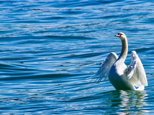 A Mute Swan puts on a courtship dance on Lake Constance or the Bodensee near Konstanz, Germany