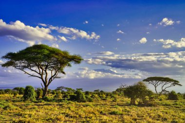 Afrika 'nın en yüksek zirvesi - Kilimanjaro Dağı, Amboseli ulusal parkının üzerinde parlayan güneşli bir günde görüldü, Kenya