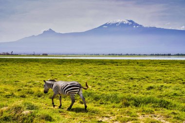 Kenya 'daki Amboseli Milli Parkı' ndaki Kilimanjaro Dağı 'nın altındaki yemyeşil çimlerde otlayan bir Zebra.