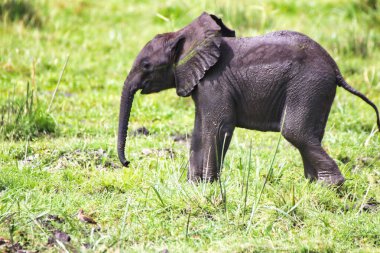 Kenya 'daki Amboseli Ulusal Parkı' nın çimenli düzlüklerinde neşeli bir ruh halinde bir bebek fil yakalandı.