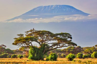 Kilimanjaro Dağı bulutlar gibi süzülür ve akasya ağaçlarının ve ünlü ve ikonik Amboseli ulusal parkının bozkırlarının üzerinde görünür.