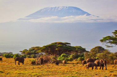 Kenya 'daki Amboseli Ulusal Parkı' ndaki Kilimanjaro Dağı 'nın yükselen duvarlarının zeminine karşı büyük bir fil sürüsünün zamansız bir görüntüsü.
