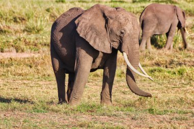 Genç bir yetişkin fil Kenya 'daki Amboseli Ulusal Parkı' nda sakin bir anın tadını çıkarıyor.