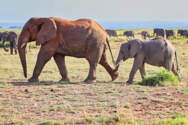Bir fil anne, Kenya 'daki Amboseli Ulusal Parkı' nın bu zamansız sahnesinde sürü otlak ovalara doğru ilerlerken bebeğine önderlik eder.