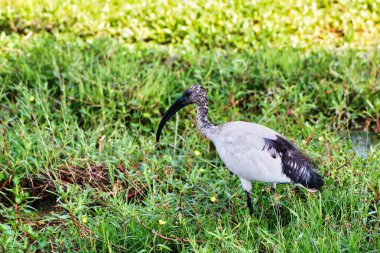 Kenya 'daki Amboseli Ulusal Parkı' nın bataklıklarında böcek arayan kutsal Ibis.