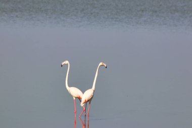Kenya Amboseli Gölü, Amboseli Ulusal Parkı 'nda bir çift Büyük Flamingo.