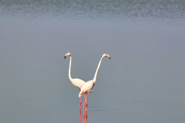 Kenya Amboseli Gölü, Amboseli Ulusal Parkı 'nda bir çift Büyük Flamingo.