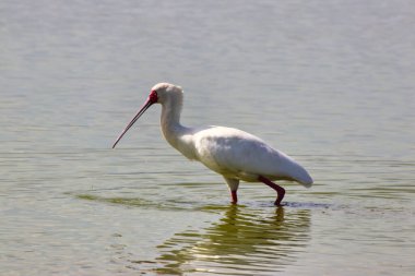 Bir Spoonbill Kenya 'daki Amboseli Gölü' nün sığ sularında Amboseli Ulusal Parkı 'ndaki küçük balık ve böcekleri arıyor.