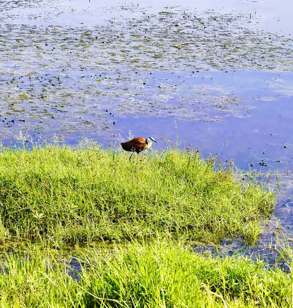 African Jacana pictured in the wetland swamps of the Amboseli National Park, Kenya
