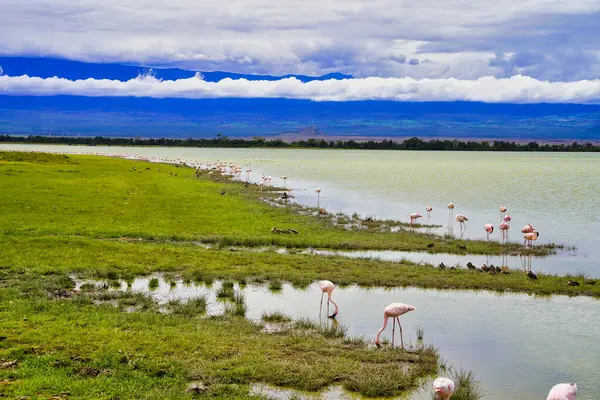 Flamingos in the alkaline waters of the Lake Amboseli At Amboseli National Park, Kenya