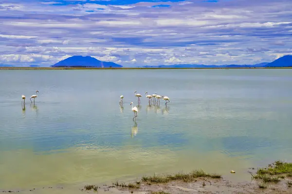 Spectacular scenery of Greater Flamingos in the mirror like alkaline waters of the Lake Amboseli At Amboseli National Park, Kenya