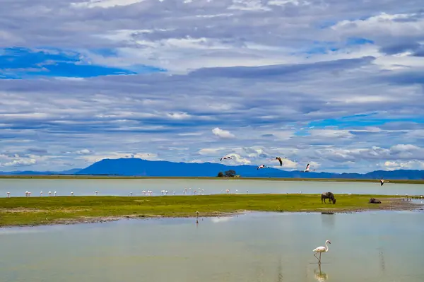 Spectacular scenery of Greater Flamingos in the mirror like alkaline waters of the Lake Amboseli At Amboseli National Park, Kenya