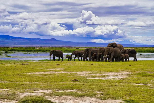 A herd of elephants move between the grassy plains and marshes at the Amboseli national park, Kenya
