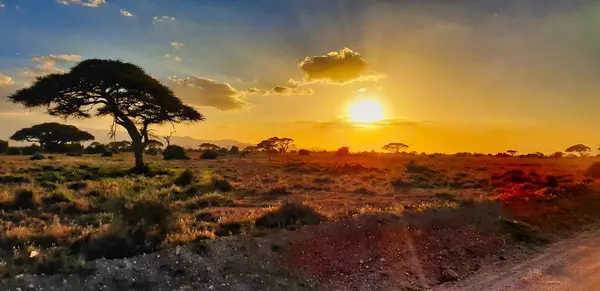 Golden sunset over the acacia woods and grass plains of the scenic Amboseli National park, Kenya