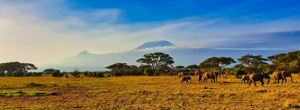 Kenya 'daki Amboseli Milli Parkı' nın parlak sabah güneşinde Kilimanjaro Dağı 'nın gölgesinde savanada hareket eden bir fil sürüsünün mükemmel bir resmi.