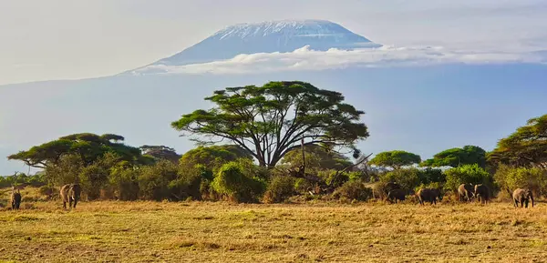 Filler Kenya Amboseli Ulusal Parkı 'ndaki sisli Kilimanjaro Dağı' nın gölgesinde sabah güneşinin tadını çıkarıyorlar.