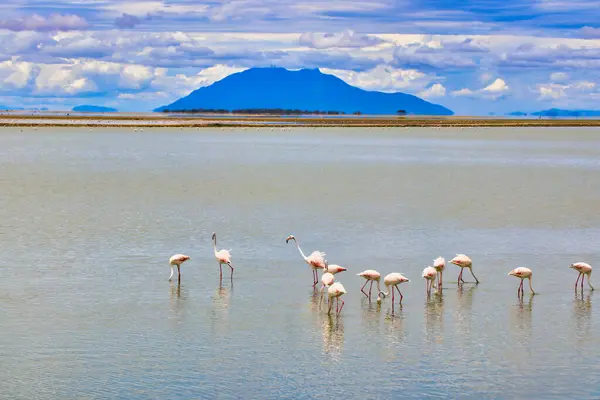 Scenic and spectacular scene of greater flamingos feeding in the alkaline waters of Lake Amboseli at Amboseli National Park, Kenya