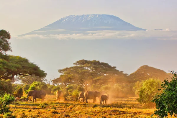 Bir fil sürüsü, Kenya 'daki bu zamansız sabah sahnesinde Amboseli Milli Parkı' nın üzerinde yükselen heybetli Kilimanjaro gölgesi altında çamur banyosu yapar.