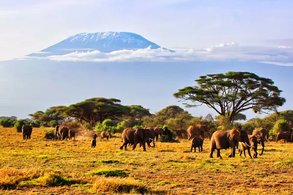 Kenya 'daki Amboseli Ulusal Parkı' ndaki Kilimanjaro Dağı 'nın yükselen duvarlarının zeminine karşı büyük bir fil sürüsünün zamansız bir görüntüsü.