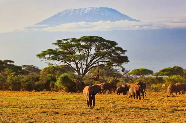 Afrika 'nın en büyük dağı olan Kenya' daki Amboseli Ulusal Parkı 'nda Kilimanjaro' nun gölgesinde hareket halindeki Filler 'in tam Afrika sahnesi.
