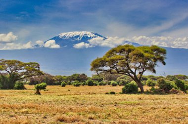 Muhteşem Kilimanjaro Dağı Kenya 'daki bu klasik Afrika sahnesindeki engin Amboseli ulusal parkının akasya çivili ovalarının üzerinde süzülüyor.