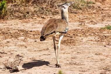 Kenya 'daki Amboseli Ulusal Parkı' nda güneşli bir öğleden sonra Kori Bustard 'ın kapanışı