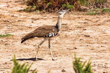 Kori Bustard sıcak güneşli bir öğleden sonra Kenya 'daki Amboseli Ulusal Parkı' nda böcek arıyor.