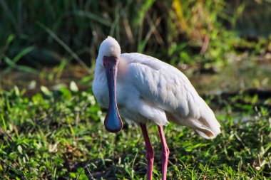 Kenya 'daki Amboseli Milli Parkı' nın bataklık arazisinde kaşık faturası.