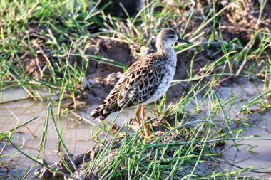 Dişi Ruff (Philomachus pugnax) Kenya 'daki Amboseli Milli Parkı' nın sulak alanlarında yakın mesafede.