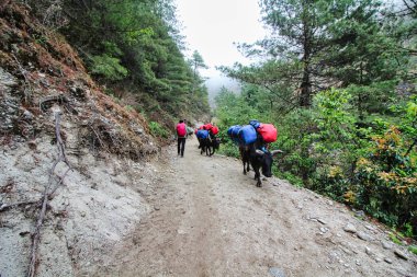 Yaklar ağır yük hayvanlarıdır, Khumbu, Nepal 'deki Everest Ana Kamp yolu boyunca ekipman taşırlar.