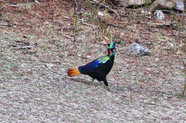 Himalayan monal or Danfe (Lophophorus impejanus) near the village of Dole on the Everest Base camp is  also called Impeyan monal or pheasant native to Himalayan forests and shrublands in Khumbu,Nepal clipart