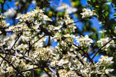 Clematis Montana Nepal 'deki Tengboche Manastırı yakınlarında çiçek açan çalılar