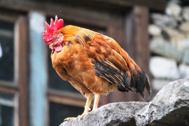 A Himalayan Rooster at a tea house near Lukla, Nepal clipart