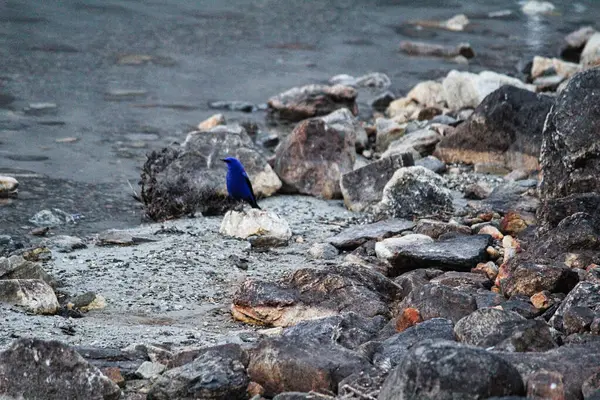 Сапфір Блакитна Пташка Березі Озера Гокіо Непалі — стокове фото