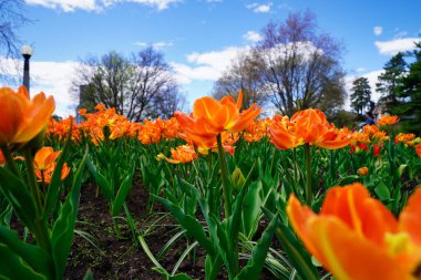 Ottawa Lale Festivali 'nde Sarı ve Pembe lalelerin hoş bir karışımı. Park, Ottawa, Kanada