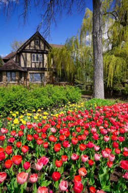 Pembe ve Sarı laleler parlak mavi gökyüzü ve geleneksel Kanadalı sıra evleri Ottawa Lale Festivali 'nde dikey formatta Ottawa, Ottawa, Kanada
