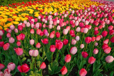 Pembe ve Sarı laleler, Kanada 'nın Ottawa şehrinde Ottawa Lale Festivali' nde canlı renkler sergiliyor.