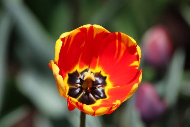 Ottawa Lale Festivali 'nde, Kanada' nın başkenti Ottawa 'da bulunan Ottawa Lale Festivali' nde, sarı sınırları ve kırmızı iç tabanı olan parlak kırmızı lale.