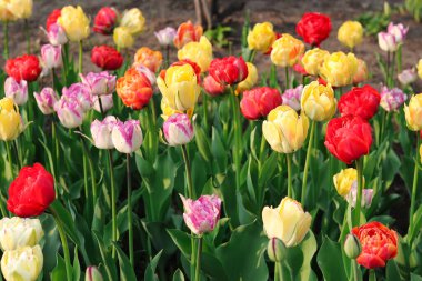 Parlak Kırmızı, Sarı, Beyaz ve Böğürtlen laleleri Ottawa Lale Festivali 'nde Ottawa, Ottawa, Kanada