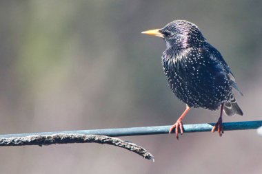 Common Starling 'in yakınında Ottawa, Ontario, Kanada' da bir elektrik hattına tünemiş.