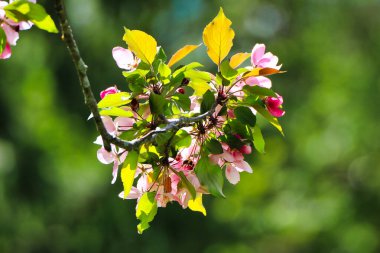 Dominion Botanik Bahçesi 'nde, Ottawa, Ontario, Kanada' da parlak bir bahar gününde bulanık bir arka plana odaklanan bir grup Yengeç Çiçeği.
