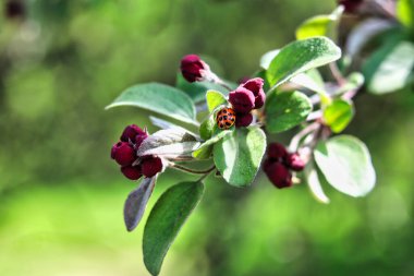 Bir uğur böceği bahar mevsimi ortasında Dominion Botanik Bahçesi, Ottawa, Ontario, Kanada 'da koyu mor tomurcuklu Crabapple yapraklarıyla beslenir.