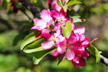 Doğu marangoz arısı bahar mevsimi ortasında Kanada, Ottawa, Ontario, Ottawa 'da Crabapple' ın gül kokulu pembe çiçeklerini ziyaret eder.