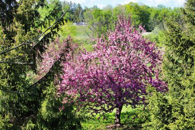 Bahar mevsiminin ortasında, Ottawa, Ontario, Kanada 'daki Ottawa' daki Dominion Botanik Parkı 'nın taze yeşil çimlerinin aksine çiçek açan pembe bir Crabapple ağacının ruhani güzelliği.