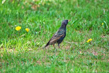 Kanada, Ontario, Ottawa 'daki Dominion Botanik Parkı' nda gagasında bir böcek olan Common Starling 'e yaklaş.