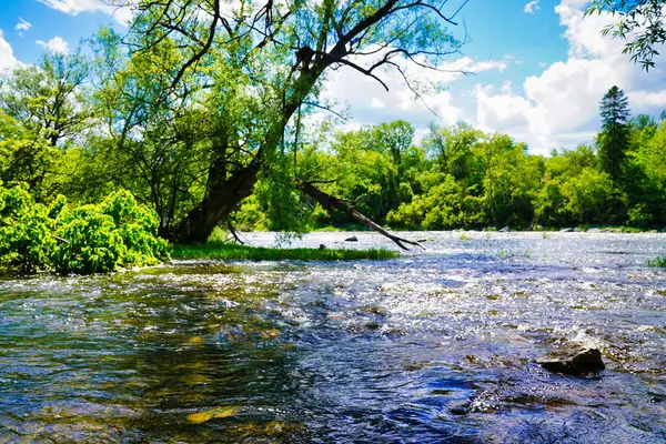 Classic summer scene of sun dappled Rideau river flowing through woods on a bright summer day in Ottawa,Ontario,Canada
