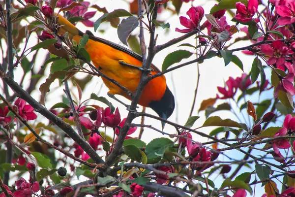 Baltimore Oriole 'un parlak sarı renklerinde bir erkek baharda pembe çiçekli bir yaban elması ağacının dalına tünemiş, mayıs ortasında Dominion botanik bahçesinde, Ottawa, Ontario, Kanada