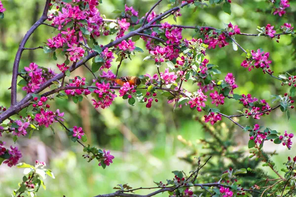 Bonito Ramo Rosado Flores Cangrejo Exquisitamente Perfumadas Dominion Arboretum Ottawa — Foto de Stock