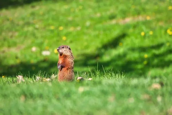 Dağ sıçanı, yaygın kemirgen familyası Marmota Manox olarak da bilinir. Ottawa, Ontario, Kanada 'daki Dominion botanik parkında bulunur.