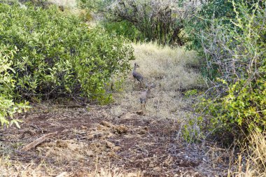 Kenya, Samburu 'daki Buffalo Springs Reserve' de alacakaranlık saatlerinde çalılıklarda oynayan Dikdik antiloplarından oluşan bir üçlü.